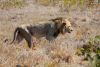 Lion dans la savane - Parc Kruger