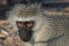 Photo d'un vervet en gros plan - Parc Kruger