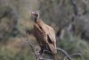 Photo d'un vautour africain - Parc Kruger