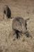 Phacochère vu de face - Parc Kruger