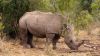 Rhinocéros blanc - Parc de Hluhluwe