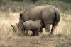 Maman et bébé rhinocéros - Parc de Hluhluwe