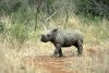 Bébé rhinocéros blanc dans le parc de Hluhluwe