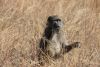 Baboin dans la savane - Parc Kruger