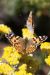 Papillon de l'île de Porquerolles - Hyères