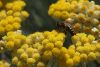 Abeille de l'île de Porquerolles - Hyères