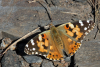 Papillon de la presqu'île de Giens - Hyères