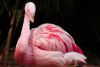 Flamant rose