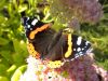 un papillon dans mon jardin