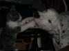 un amour de chien et chat