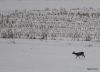 petite biche dans la neige