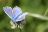 beau papillon bleu