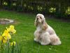 mon chien devant les fleurs