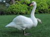 Cygne