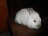 mon lapin