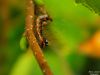 Chenille 