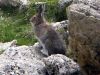 Lièvre variable dans lemassif des Encombres en Maurienne