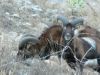 Mouflon