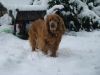 Ma Sirène sous la neige