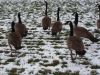 bernaches du canada dans la neige...