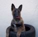  flag berger belge malinois