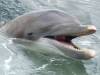Grand dauphin de Floride