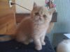 Fantasia, exotic shorthair crème blotched tabby