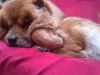 gros nounours