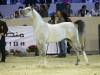 championnat du monde d'arabe 