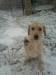 Bébé Labrador dans la neige