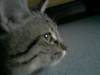 mon chat qui regarde dehors