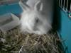 mon lapin regarde