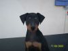 Mes chiots pinscher nain