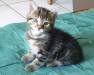 chaton