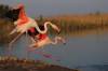 Flament Rose au décolage