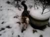 gribouille a la neige