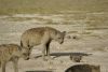 AMBOSELI