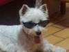 PILOU LA WESTIE