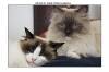 delice et ange couple de Ragdoll