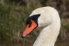 Portrait d’un cygne 