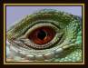 dans le regard de l iguane