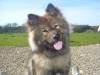 ELVIS L EURASIER