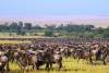 Migration des gnous, Masai Mara, Kenya