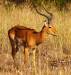 Impala, parc du Masai Mara, Kenya