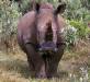 Rhinocéros, Naivasha, Kenya