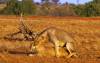 Lions du Tsavo Est, accouplement