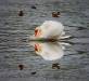 cygne
