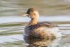 grebe castagneux