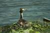 grebe  huppé