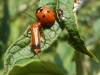 coccinelle et gendarme